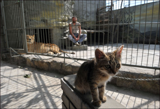 بالصور: فنان اوكراني يعتزم العيش مع اسدين داخل قفص لـ5 اسابيع