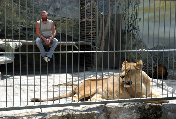بالصور: فنان اوكراني يعتزم العيش مع اسدين داخل قفص لـ5 اسابيع
