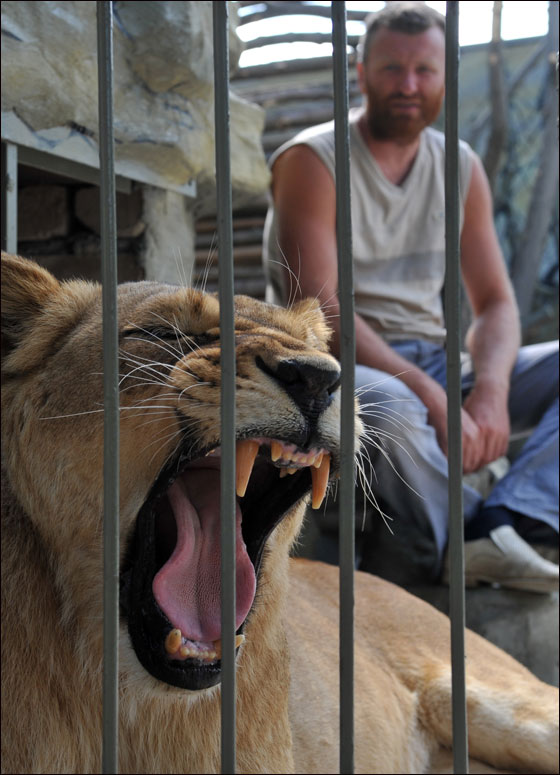 بالصور: فنان اوكراني يعتزم العيش مع اسدين داخل قفص لـ5 اسابيع