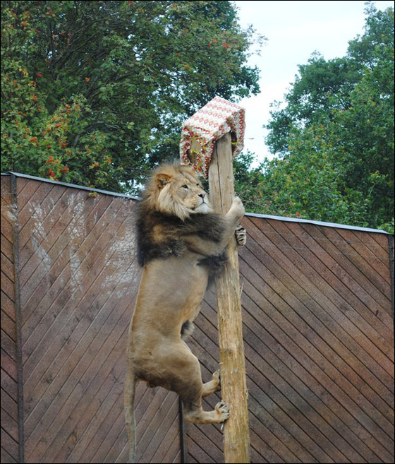 أسد يحتفل بعيد ميلاده بالتسلق