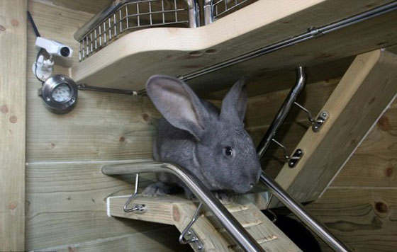 هل تصدق..ارنبان يعيشان في كوخ قيمته 15الف دولار!! هل تصدق..ارنبان يعيشان في كوخ قيمته 15الف دولار!!