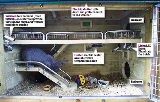 هل تصدق..ارنبان يعيشان في كوخ قيمته 15الف دولار!! هل تصدق..ارنبان يعيشان في كوخ قيمته 15الف دولار!!