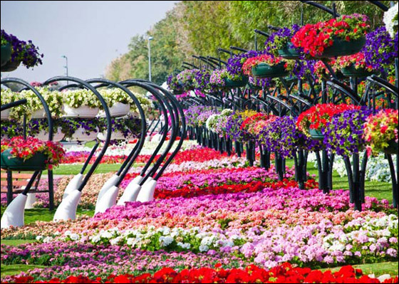 حديقة  بدولة الإمارات العربية المتحدة مرصعة بأجمل الورود!!