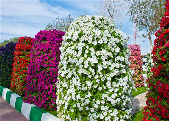 حديقة  بدولة الإمارات العربية المتحدة مرصعة بأجمل الورود!!