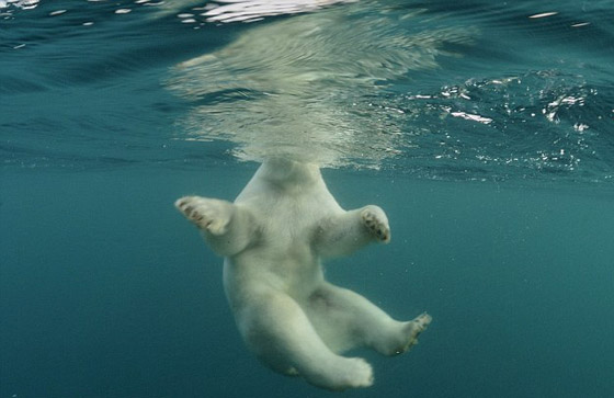 مع كل المواقف: مصور ينجح في التقاط صور لدب قطبي من قريب