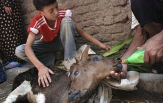 بقرة تلد عجلا برأسين في مصر!