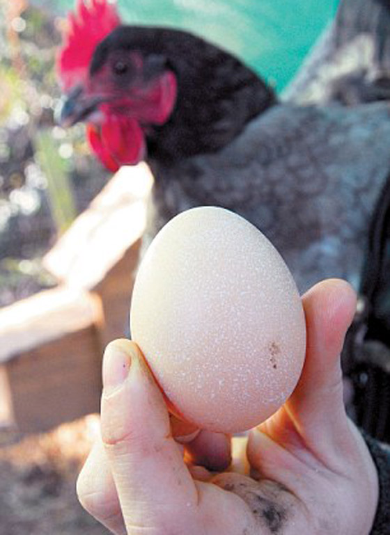 [غرائب وعجائب] دجاجة غريبة من نوعها تتنبأ بحالة الطقس عن طريق بيضها!