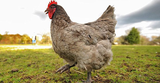 [غرائب وعجائب] دجاجة غريبة من نوعها تتنبأ بحالة الطقس عن طريق بيضها!