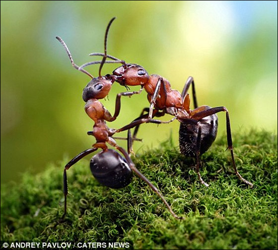 فنان يلتقط صورا اسطورية للنمل وهو يقوم بمهام غير اعتيادية!