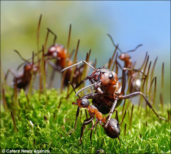 فنان يلتقط صورا اسطورية للنمل وهو يقوم بمهام غير اعتيادية!