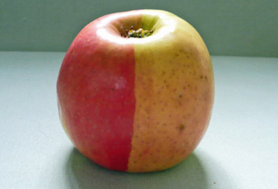 سيدة تعثر على تفاحة غريبة نصفها احمر ونصفها الاخر اخضر!
