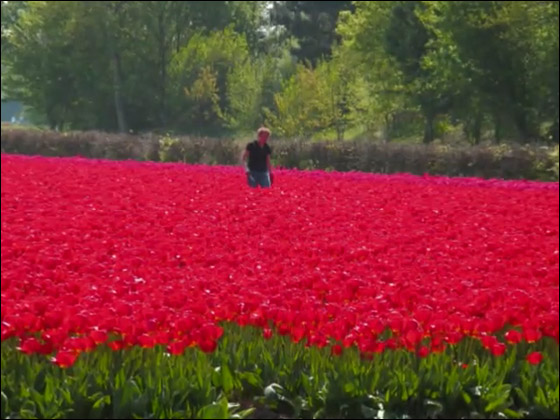 شاهدوا بالفيديو المعرض الذي جذب عشاق زهور التوليب في هولندا