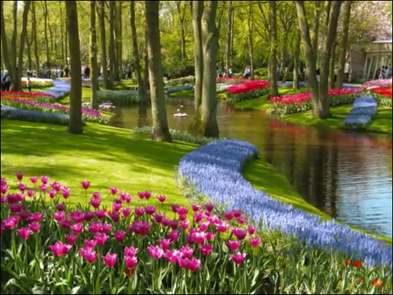 شاهدوا بالفيديو المعرض الذي جذب عشاق زهور التوليب في هولندا
