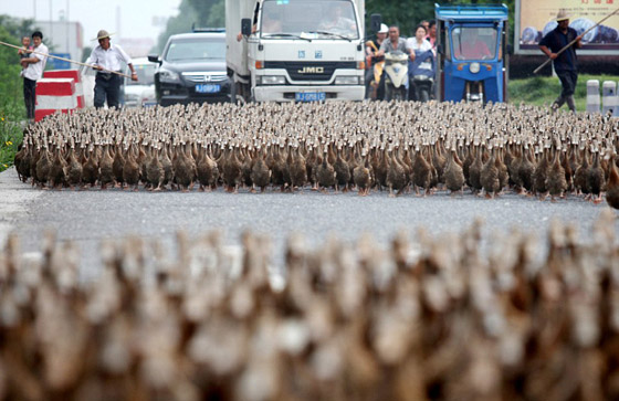 مزارع صيني يأخذ 5 آلاف بطة لينزههن ويرفه عنهن! 