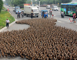 مزارع صيني يأخذ 5 آلاف بطة لينزههن ويرفه عنهن! 