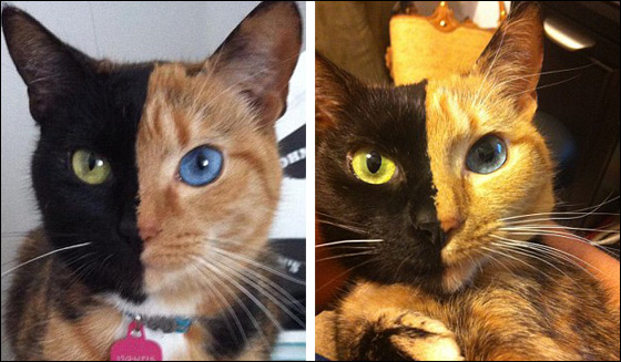 القطة فينوس.. قطة فريدة من نوعها وجهها ينقسم الى لونين!