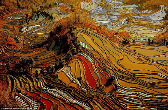 بالصور.. تشكيلات رائعة الجمال لحقول الأرز في الصين!    