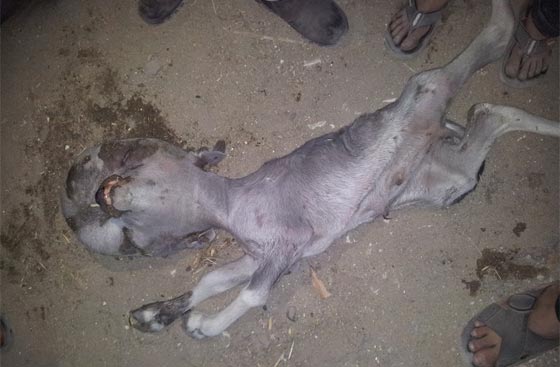 كائن عجيب.. عجل براس انسان