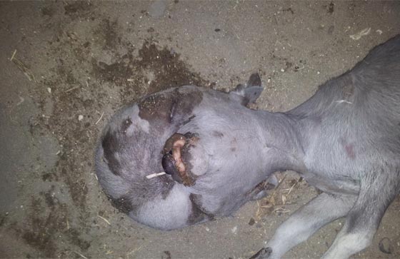 كائن عجيب.. عجل براس انسان