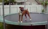 ����� �������