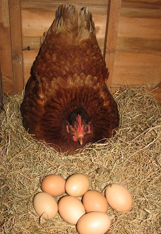دجاجة تحقق رقماً عالميا بوضع 14 بيضة خلال ساعتين