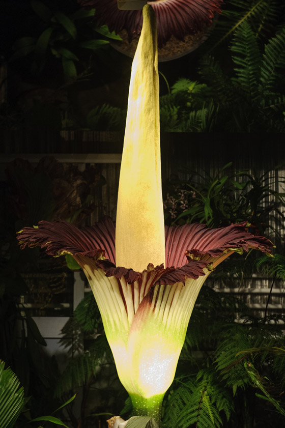 اطول زهرة في العالم
